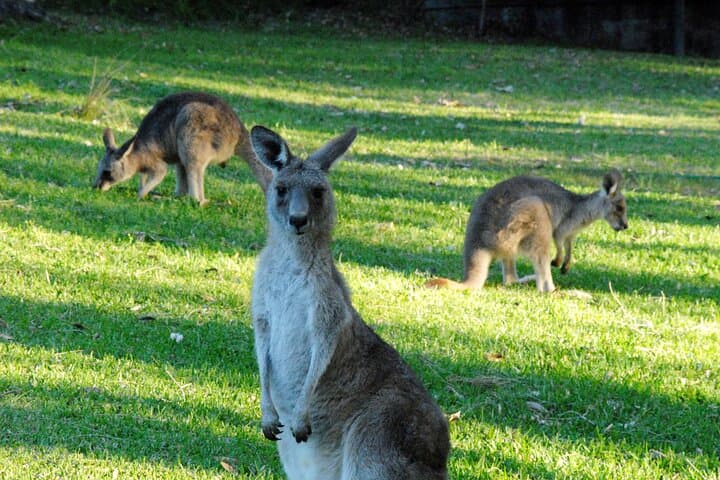 Wild Kangaroos Near Sydney: Private Half-Day Encounter in the Blue Mountains photo 5