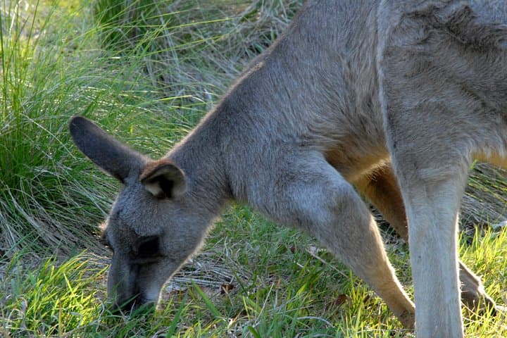 Wild Kangaroos Near Sydney: Private Half-Day Encounter in the Blue Mountains photo 6