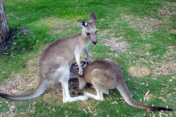 Wild Kangaroos Near Sydney: Private Half-Day Encounter in the Blue Mountains
