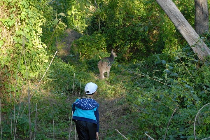 Wild Kangaroos Near Sydney: Private Half-Day Encounter in the Blue Mountains photo 4