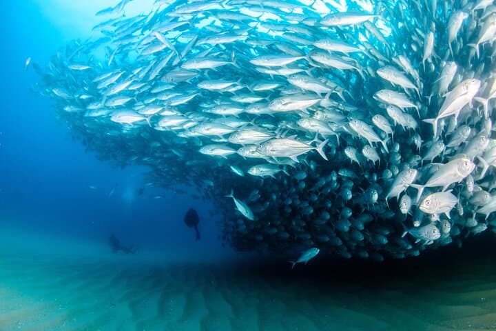Exploring Cabo Pulmo National Park: A Certified 2-Tank Dive Adventure