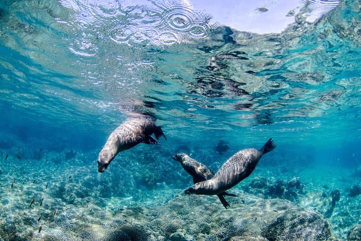 Exploring Cabo Pulmo National Park: A Certified 2-Tank Dive Adventure photo 2
