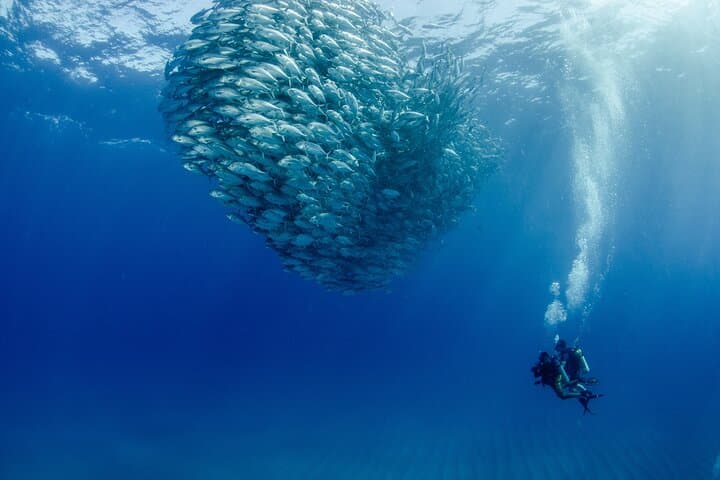 Exploring Cabo Pulmo National Park: A Certified 2-Tank Dive Adventure photo 3
