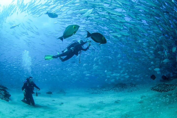 Exploring Cabo Pulmo National Park: A Certified 2-Tank Dive Adventure photo 4