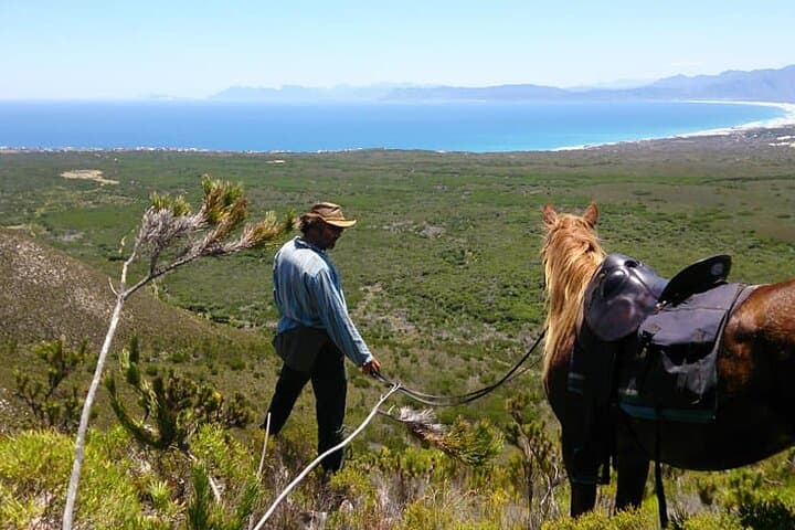 Stanford Mountain Ride: 2-Hour Horseback Trail through the Cape Floral Kingdom