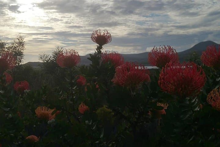 Stanford Mountain Ride: 2-Hour Horseback Trail through the Cape Floral Kingdom photo 2