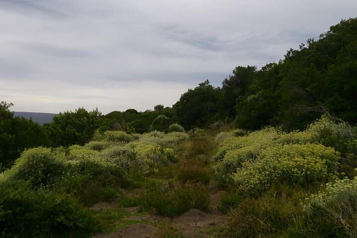 Stanford Mountain Ride: 2-Hour Horseback Trail through the Cape Floral Kingdom photo 3