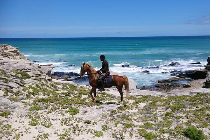 Walker Bay Beach Ride: De Kelders Whale-Watching Horseback Experience photo 5