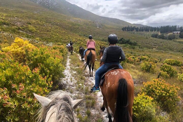 Stanford Mountain Ride — 1-Hour Horseback Trail Through Stanford Hills photo 4
