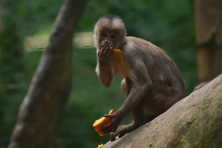 5-Day Cuyabeno Wildlife Reserve Adventure: Amazon Lodge & Canoe Safari