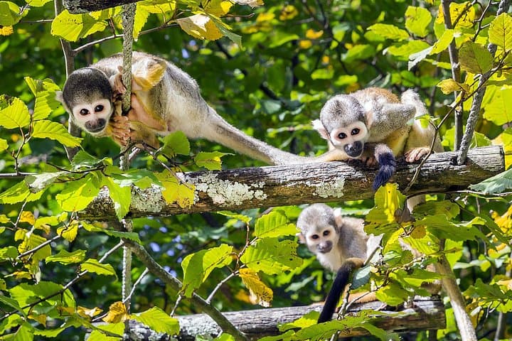 5-Day Cuyabeno Wildlife Reserve Adventure: Amazon Lodge & Canoe Safari photo 2