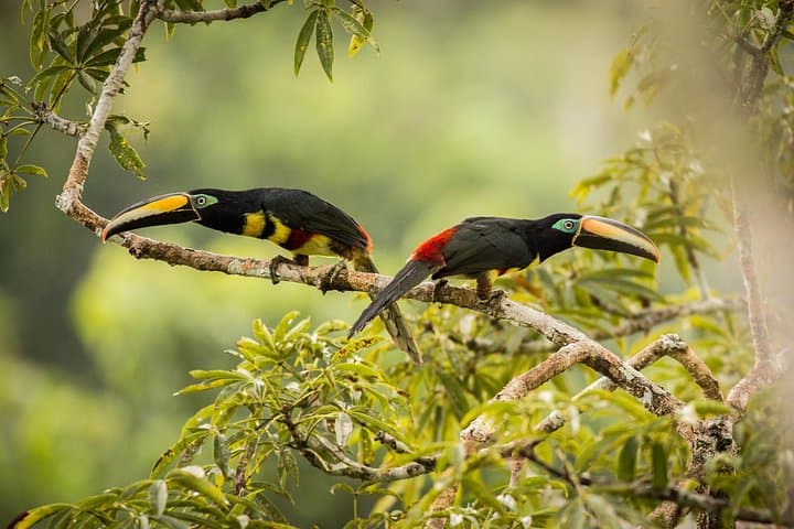 5-Day Cuyabeno Wildlife Reserve Adventure: Amazon Lodge & Canoe Safari photo 4