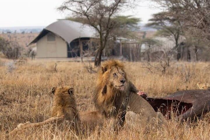 5-Day Private Big Five Safari: Tarangire, Serengeti & Ngorongoro photo 3