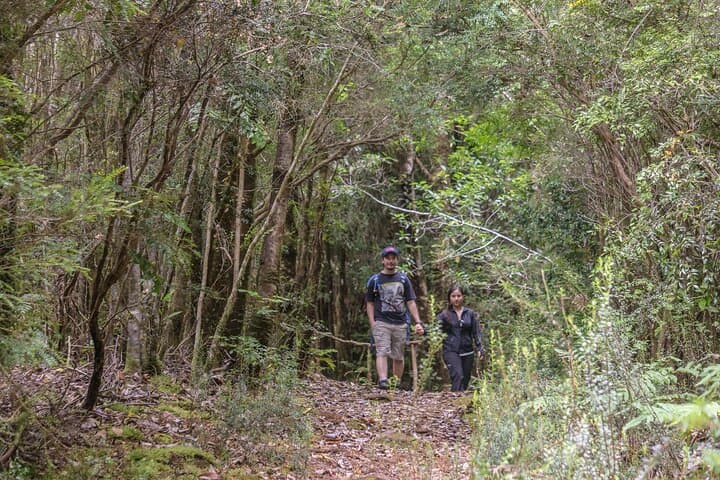 Explore Bosque Piedra Reserve: Huillinco's Stone Forest & Valdivian Rainforest