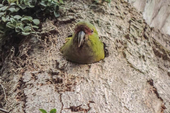 Explore Bosque Piedra Reserve: Huillinco's Stone Forest & Valdivian Rainforest photo 3