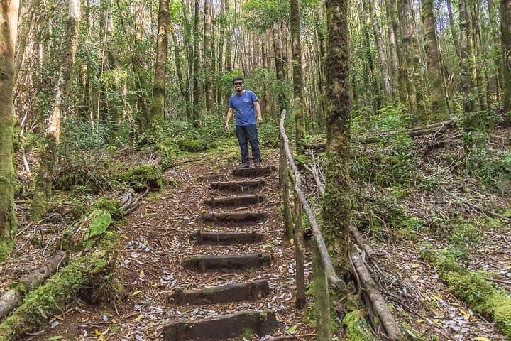 Explore Bosque Piedra Reserve: Huillinco's Stone Forest & Valdivian Rainforest photo 5