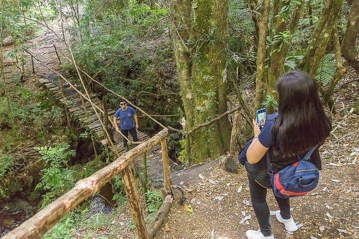Explore Bosque Piedra Reserve: Huillinco's Stone Forest & Valdivian Rainforest photo 6