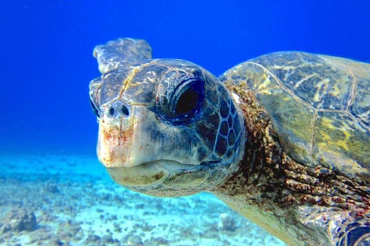 Guided Lahaina Shore Dive for Certified Divers — Kaanapali Turtles & Rays
