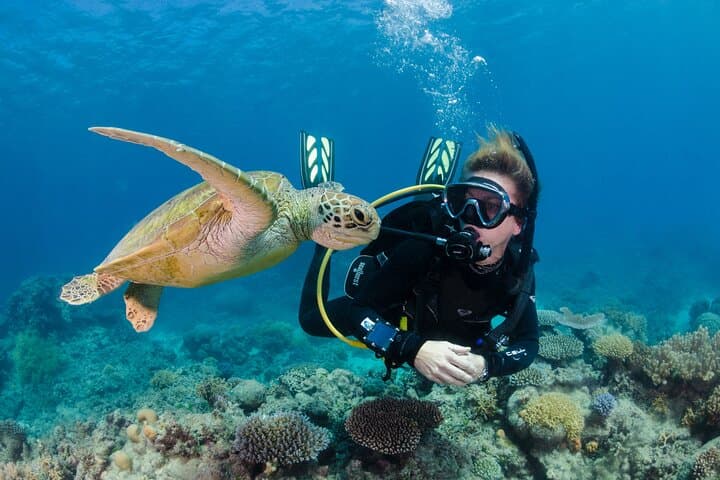 Silverswift Great Barrier Reef Dive & Snorkel Cruise from Cairns photo 5