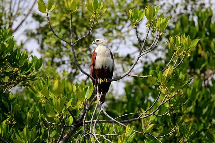 Morning Birdwatching Walk at Anawilundawa Ramsar Wetland photo 2
