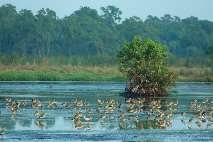 Morning Birdwatching Walk at Anawilundawa Ramsar Wetland photo 3