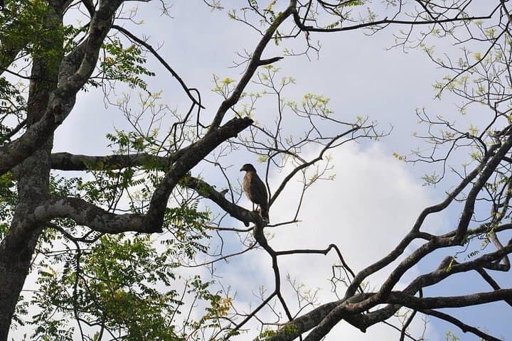 Anawilundawa Birdwatching Walk from Kalpitiya: Ramsar Wetlands Morning Tour photo 3