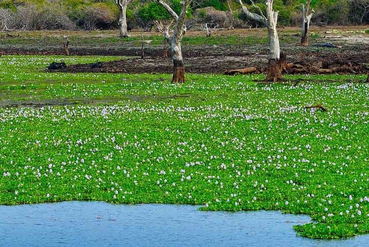 Morning Birdwatching Walk at Anawilundawa Ramsar Wetland photo 5