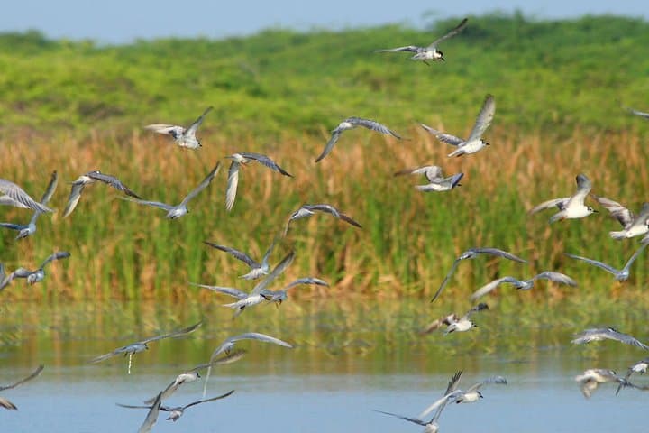 Morning Birdwatching Walk at Anawilundawa Ramsar Wetland photo 6