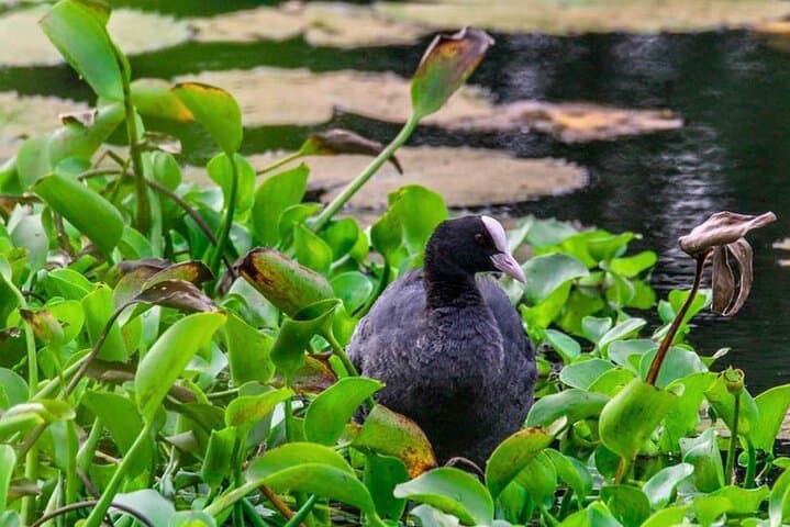 Morning Birdwatching Walk at Anawilundawa Ramsar Wetland