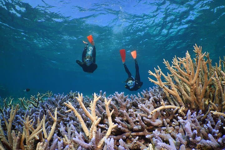 Full-Day Silversonic Outer Great Barrier Reef Cruise — Snorkel & Dive Agincourt Reef photo 3