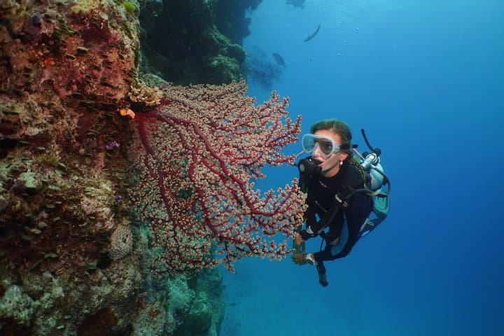 Full-Day Silversonic Outer Great Barrier Reef Cruise — Snorkel & Dive Agincourt Reef photo 5
