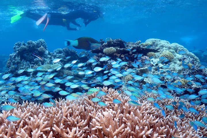 Full-Day Silversonic Outer Great Barrier Reef Cruise — Snorkel & Dive Agincourt Reef photo 6