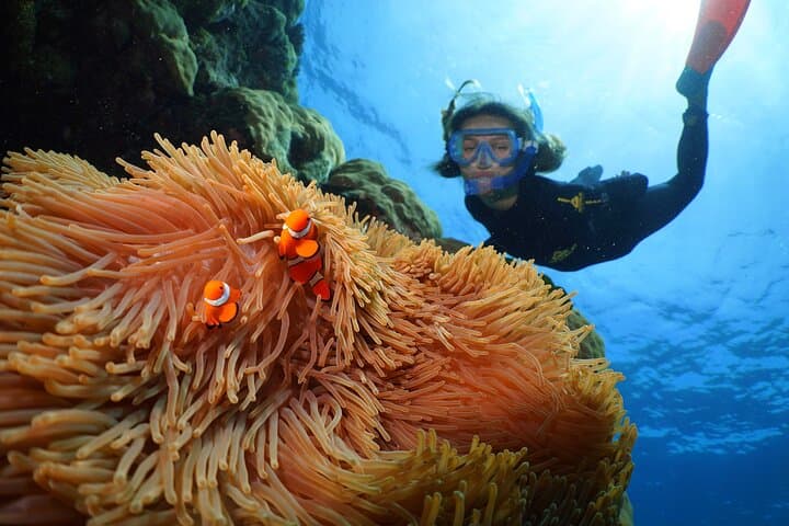Full-Day Silversonic Outer Great Barrier Reef Cruise — Snorkel & Dive Agincourt Reef photo 2