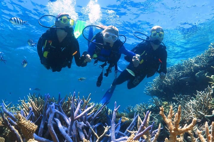 Agincourt Reef Snorkel Cruise from Palm Cove — Outer Great Barrier Reef Day Trip photo 6