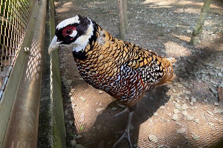 Kuala Lumpur Lake Gardens, Butterfly & Bird Park Half-Day Escape photo 4