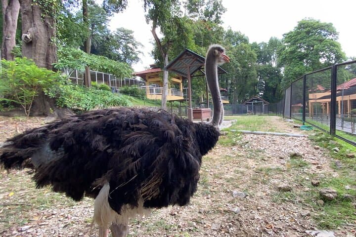 Kuala Lumpur Lake Gardens, Butterfly & Bird Park Half-Day Escape photo 5