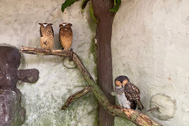 Kuala Lumpur Lake Gardens, Butterfly & Bird Park Half-Day Escape photo 6