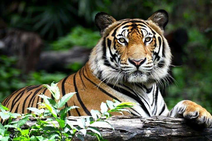 Golden Triangle and Ranthambore Tiger Safari: 6-Day AC Car Tour from Delhi photo 1