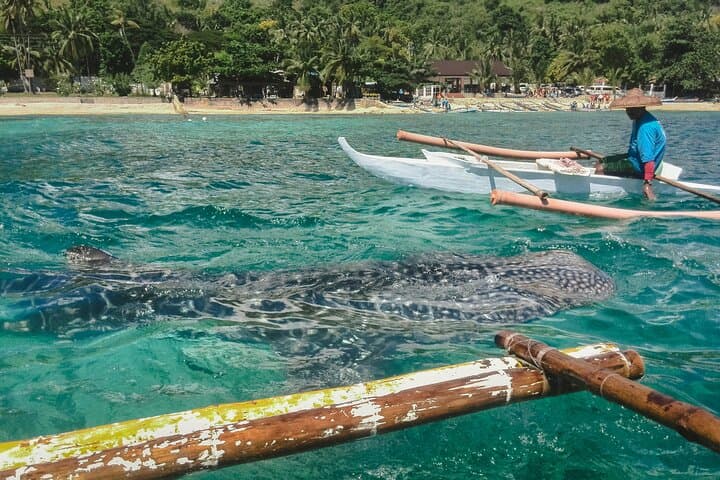 Swim with Whale Sharks and Kawasan Falls Day Tour from Cebu photo 6