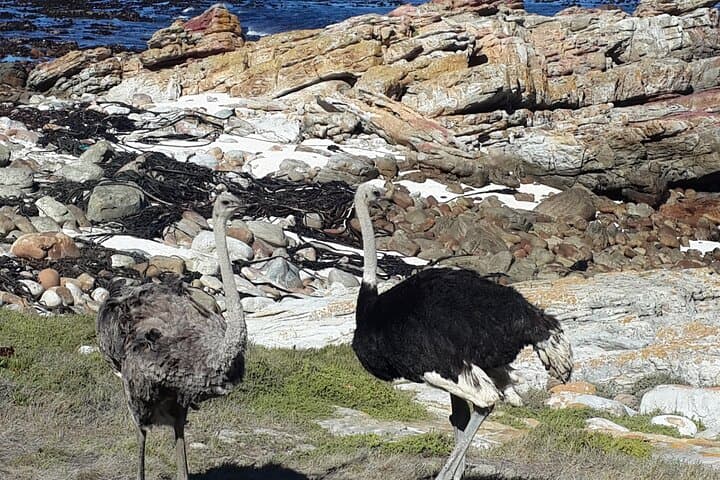 Cape of Good Hope and Winelands Day Tour from Cape Town: Cape Point, Penguins & Chapman's Peak photo 5