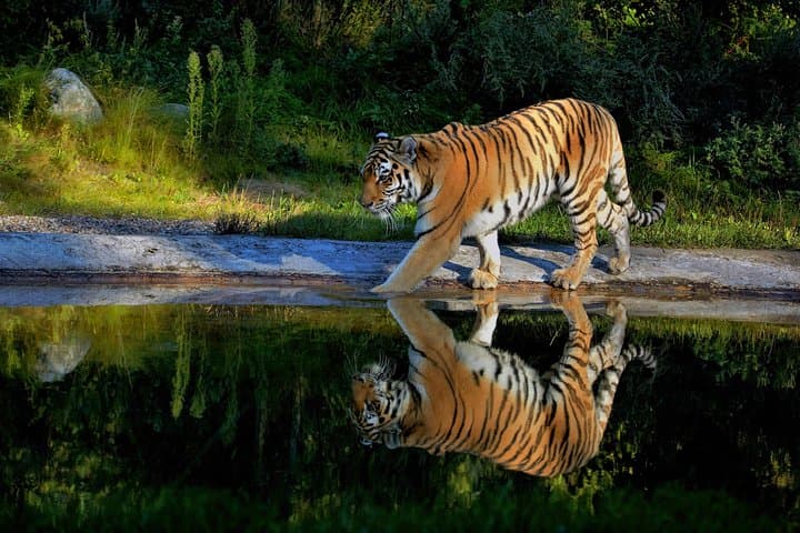 Golden Triangle and Ranthambore: 8-Day Private Tour from Delhi photo 6