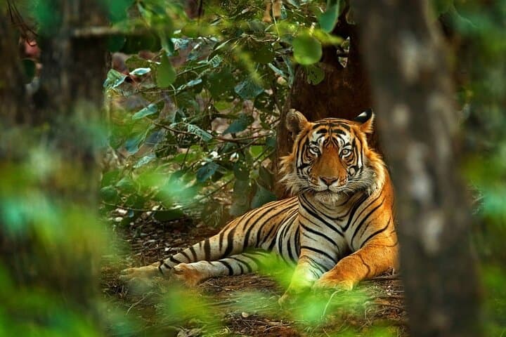 Golden Triangle and Ranthambore: 8-Day Private Tour from Delhi