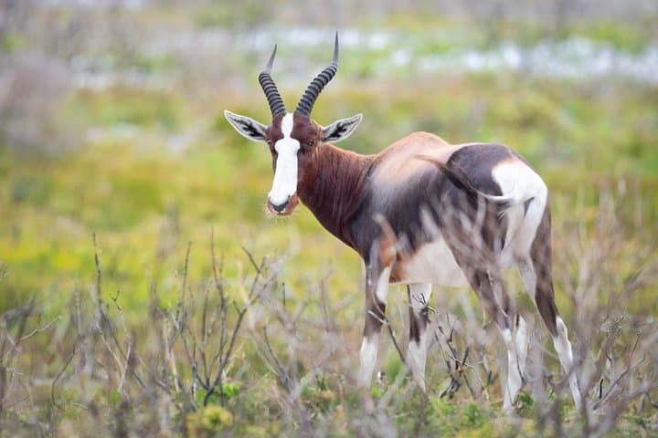 Surf Muizenberg and Cape of Good Hope: Private Full-Day Tour from Cape Town photo 4