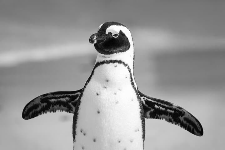 Surf Muizenberg and Cape of Good Hope: Private Full-Day Tour from Cape Town photo 6