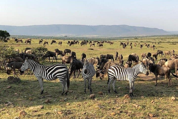 3-Day Maasai Mara Camping Safari from Nairobi — Big Five Game Drives photo 6