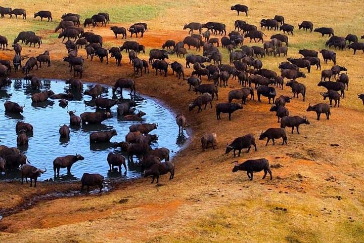 3-Day Maasai Mara Camping Safari from Nairobi — Big Five Game Drives photo 4