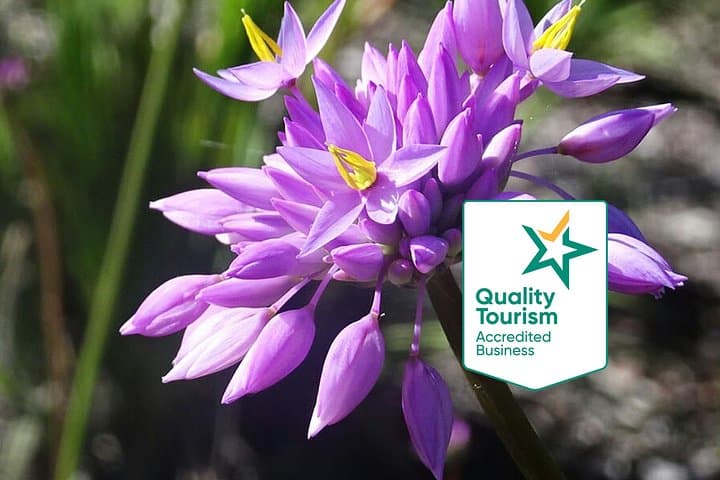 Perth Spring Wildflower Private Day Tour — Kings Park to Araluen Roadtrip