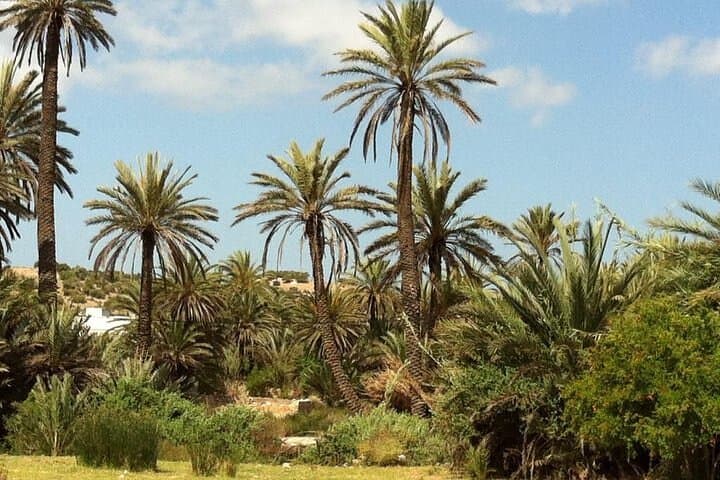 Essaouira Oasis Walk: Tea at a Basketmaker & Argan-Tree Trail