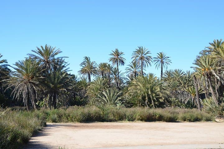 Essaouira Oasis Walk: Tea at a Basketmaker & Argan-Tree Trail photo 2