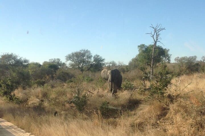 4-Day Kruger National Park Safari: Big Five Game Drives & Mpumalanga Highlights photo 4